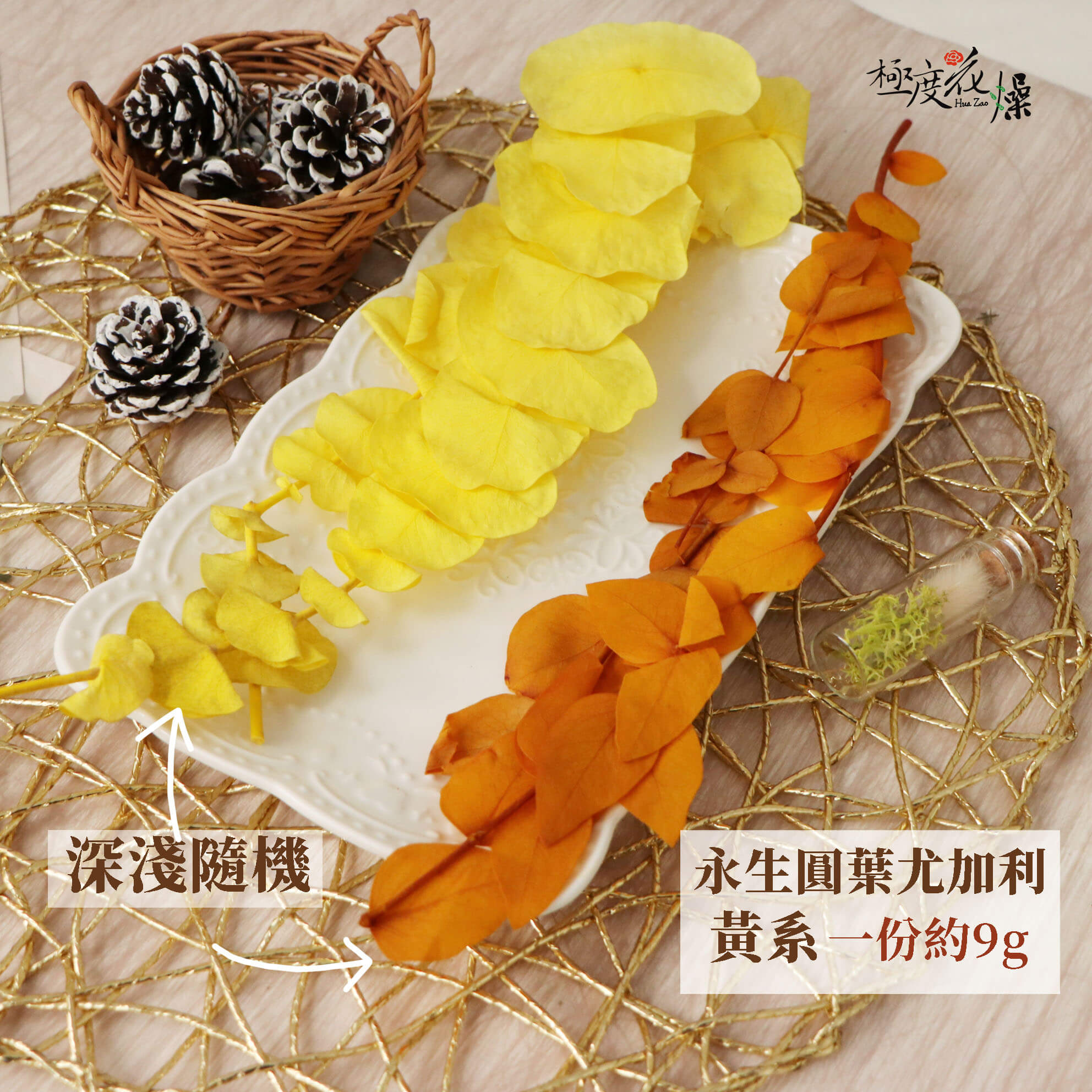 圓葉黃 _永生圓葉尤加利