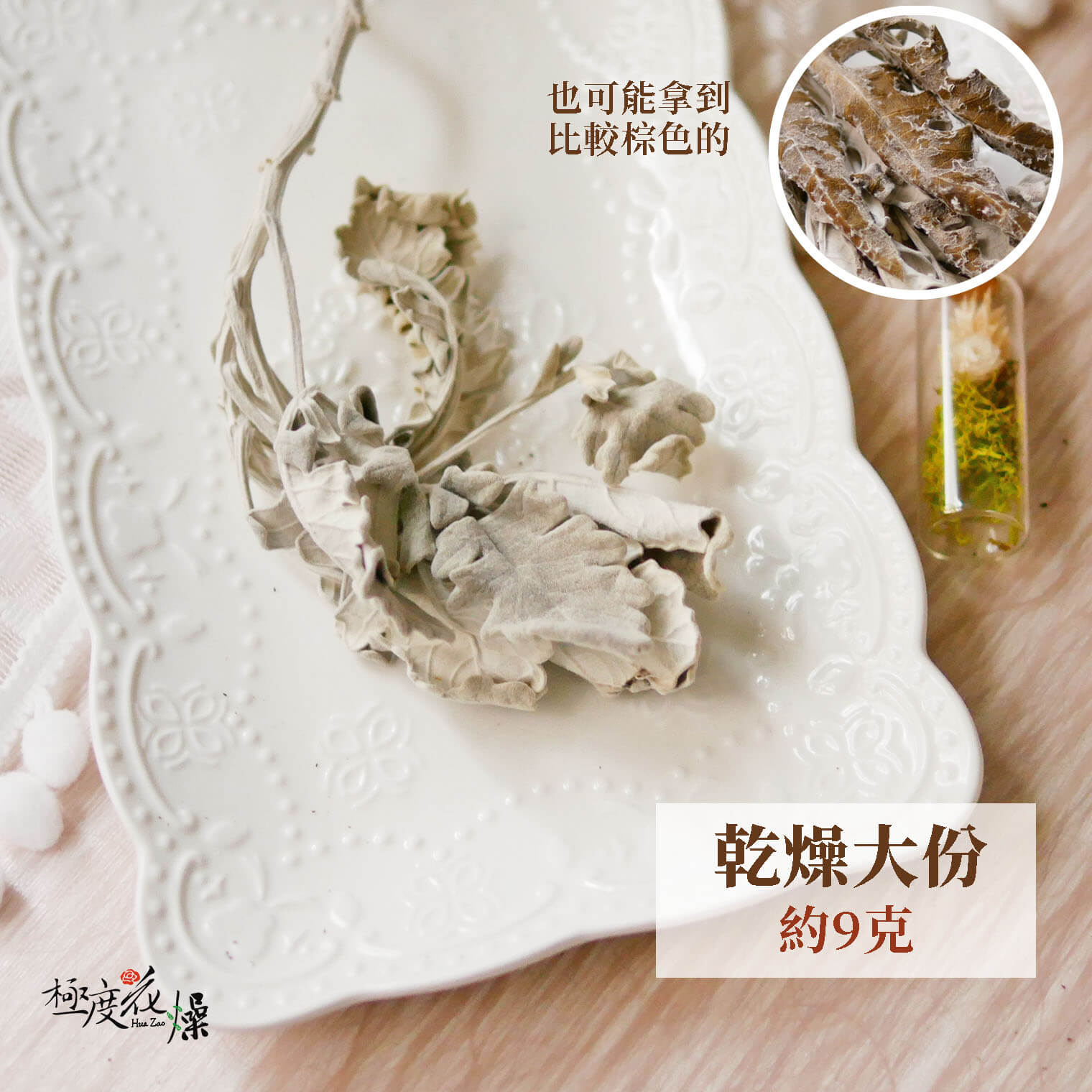 大份乾燥_銀葉菊 拷貝