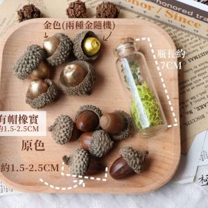大小 _橡實