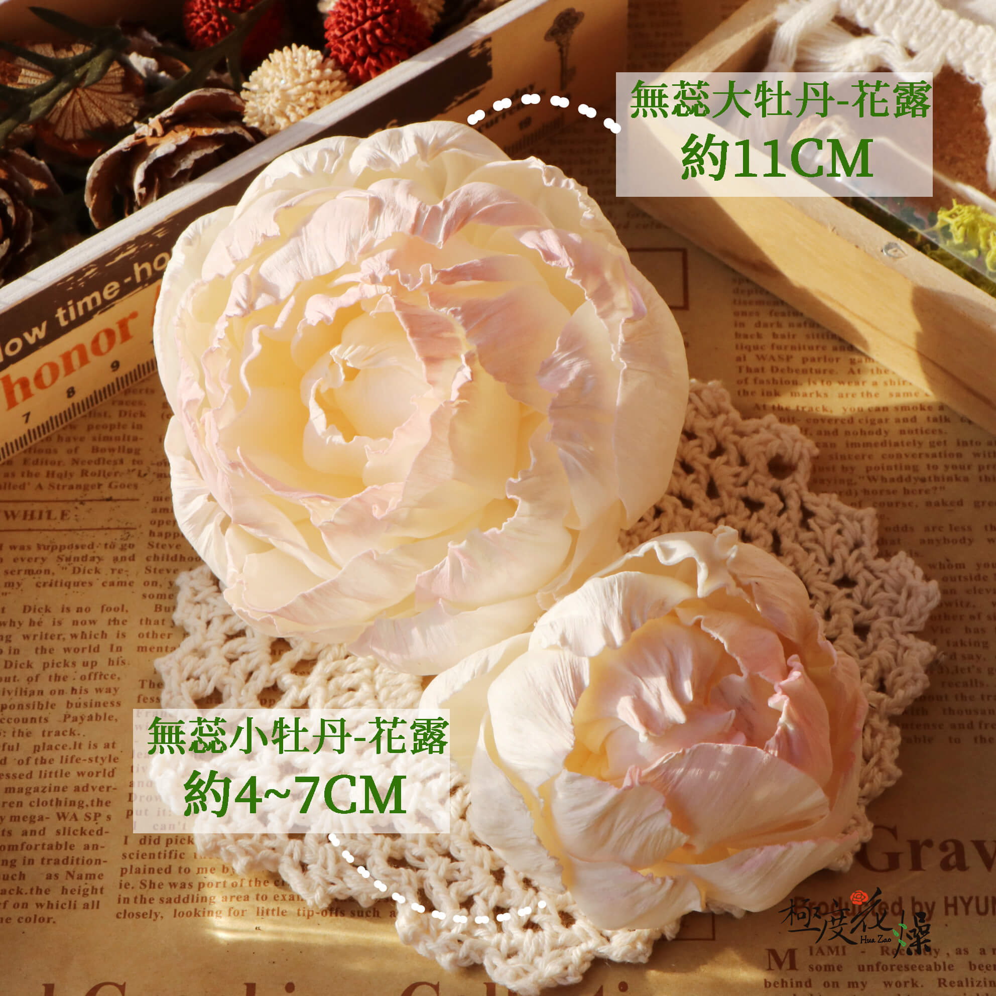大牡丹無蕊花露_牡丹
