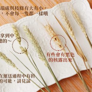 安全_麥穗