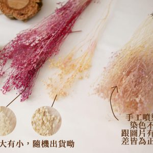 安全_木滿天星
