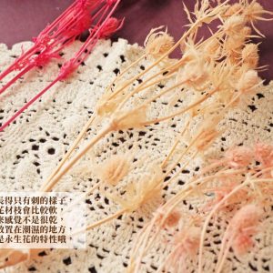 安全_永生小紫薊