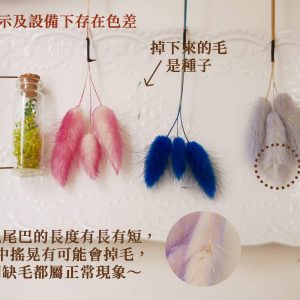 安全 2_兔尾草