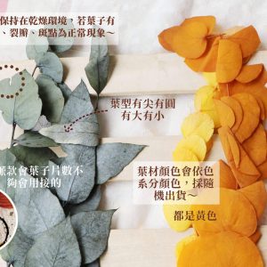安全 2_永生綜合尤加利葉