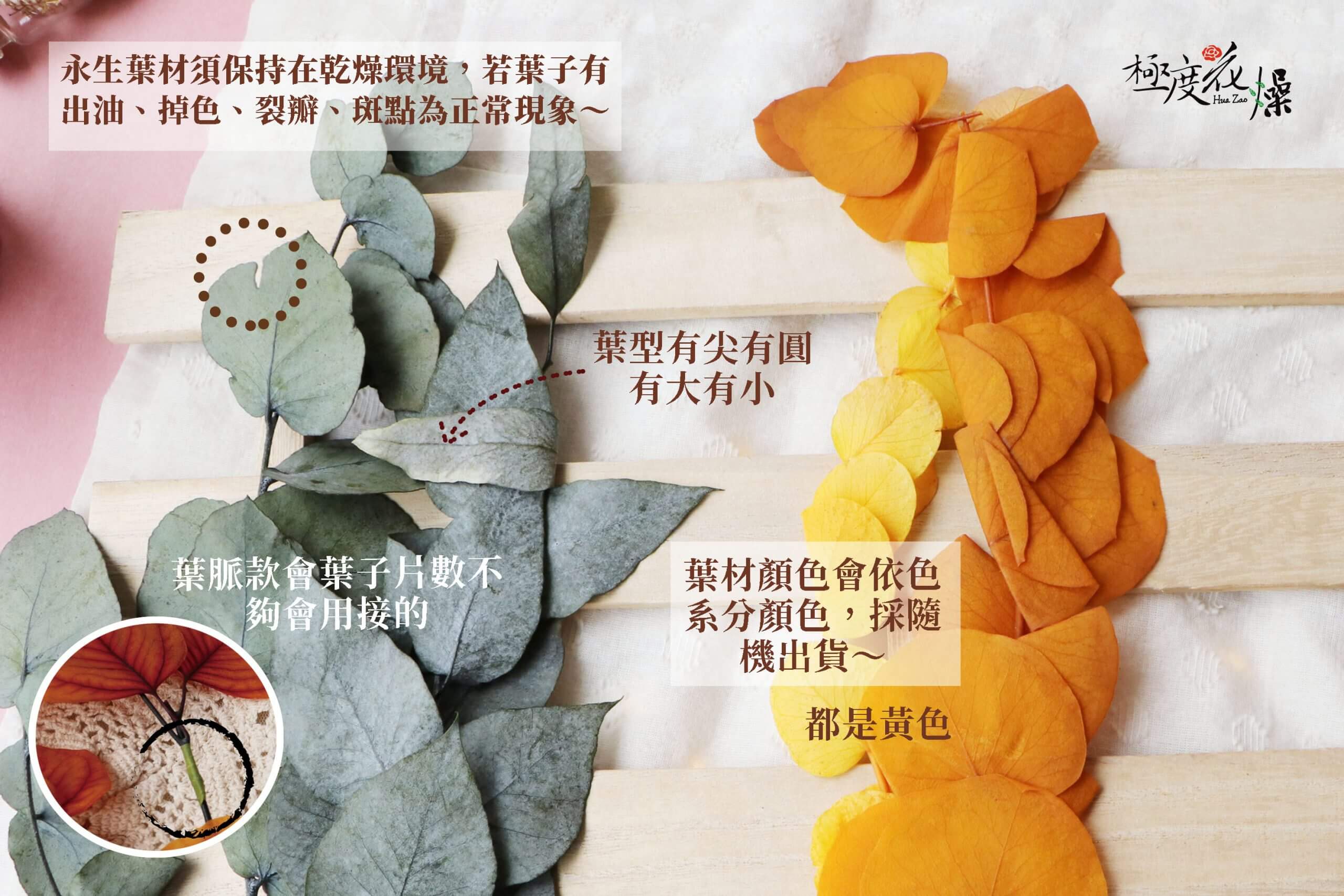 安全 2_永生綜合尤加利葉
