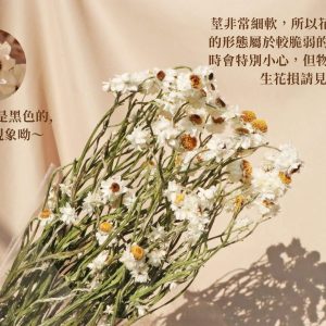 安全 _乾燥洋甘菊