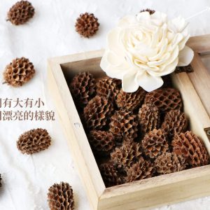 安全 _木麻黃