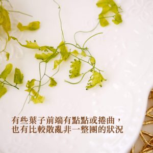 安全 _海金沙