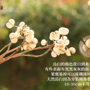 安全 _烏臼