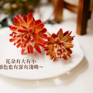 安全 _羽毛菊
