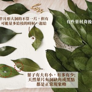 安全 _茶花葉