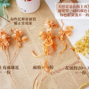 安全 _蝴蝶花