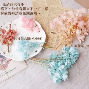 安全 _重瓣繡球