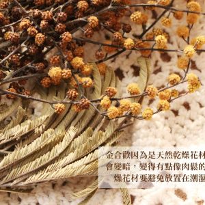 安全 _金合歡
