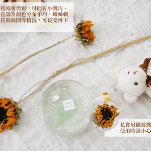 安全_乾燥向日葵 拷貝