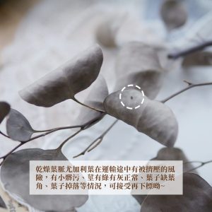 安全_乾燥大葉尤加利葉 拷貝