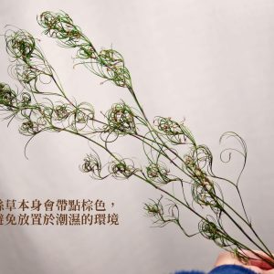 安全_卷絲草 拷貝