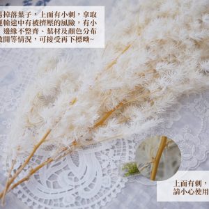 安全_原包裝蓬萊松 拷貝