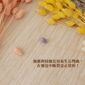 安全_大地農園 加那利 拷貝