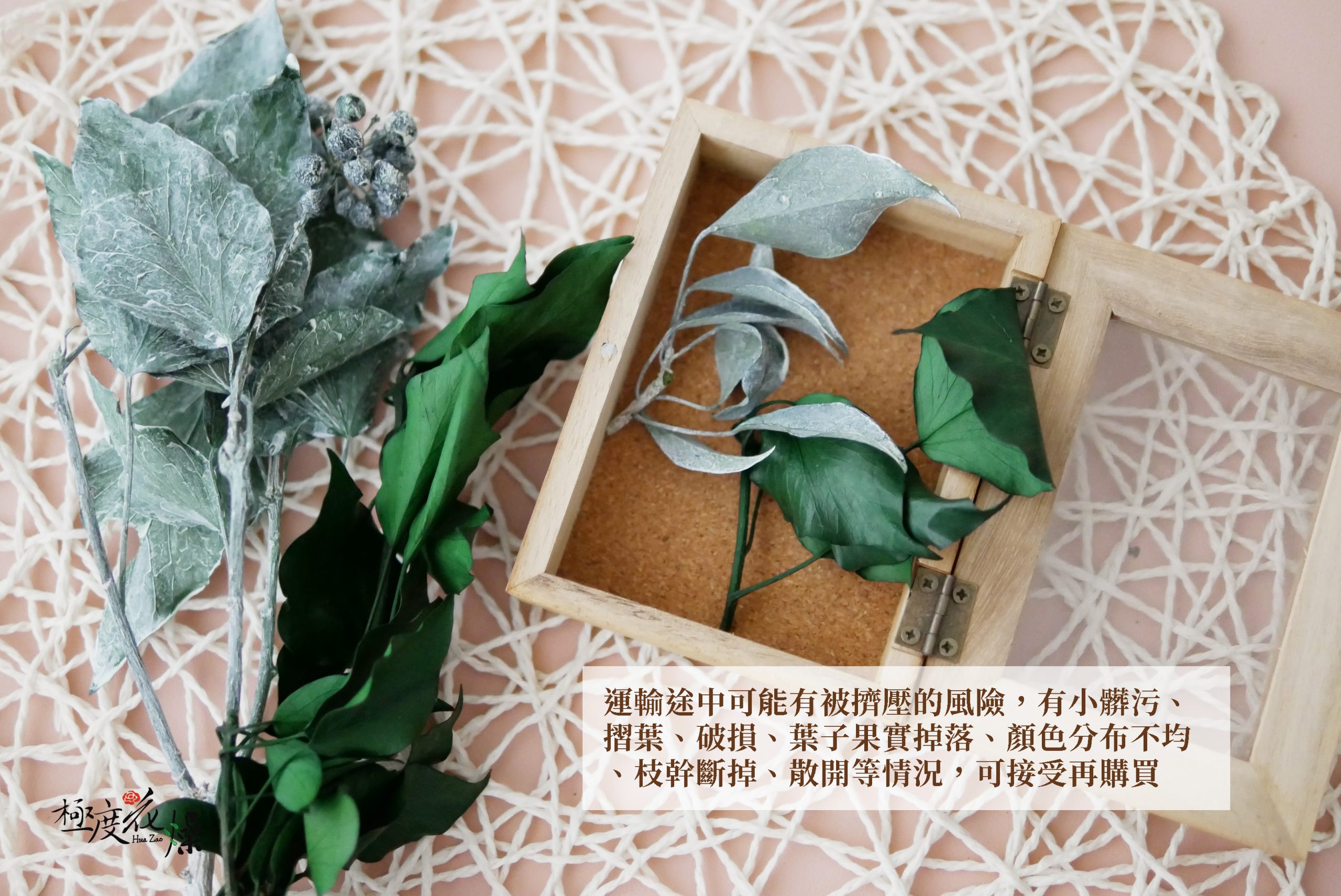 安全_大地農園永生常春藤(長青葉) 拷貝