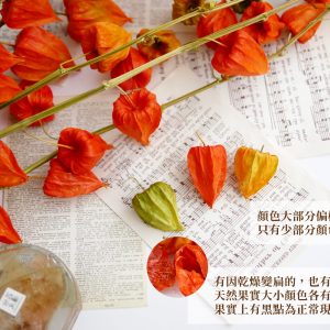 安全_宮燈 拷貝