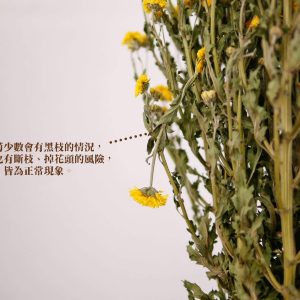 安全_整包法小菊 拷貝