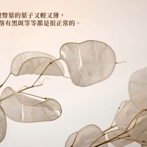 安全_整包銀幣葉 拷貝