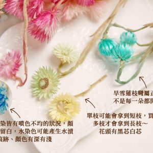 安全_旱雪蓮 拷貝