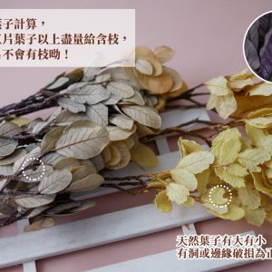 安全_栗木葉 拷貝