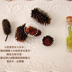 安全_桂花果 拷貝