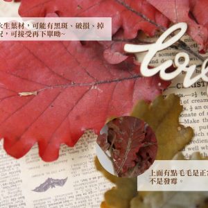 安全_橡木葉 拷貝