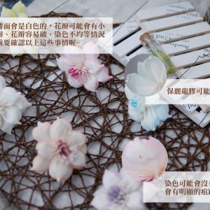 安全_水仙花 拷貝