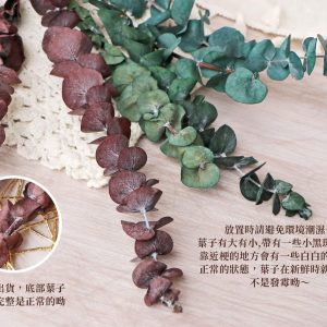 安全_永生尤加利立體 拷貝