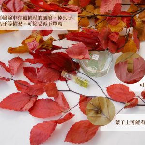 安全_永生山毛櫸 拷貝