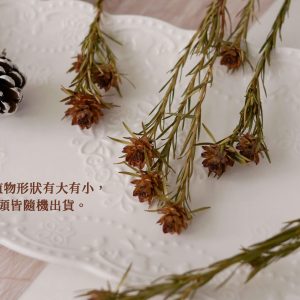 安全_澳洲鬱金香 拷貝