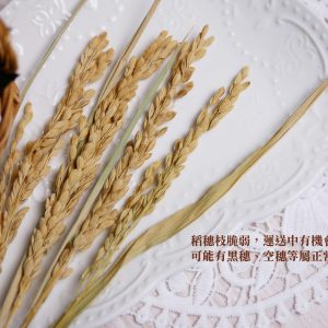 安全_稻穗 拷貝