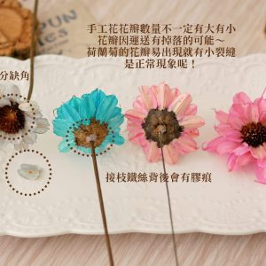 安全_荷蘭菊 拷貝