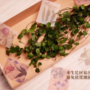 安全_鈕扣藤 拷貝