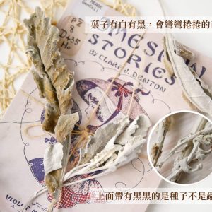 安全_銀葉菊 拷貝