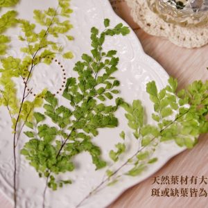 安全_鐵線蕨 拷貝