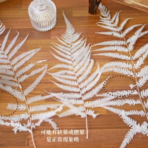 安全_長葉蕨 拷貝