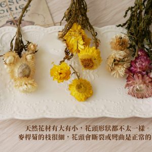 安全_麥桿菊 拷貝