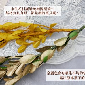 安全_黃楊葉 拷貝