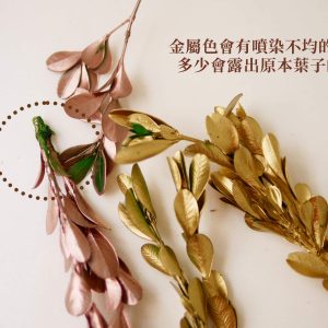 安全二 _永生黃楊葉