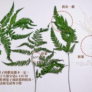 安全二_整包高山羊齒 拷貝