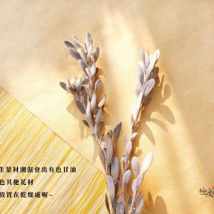 安全二_永生米蘭葉