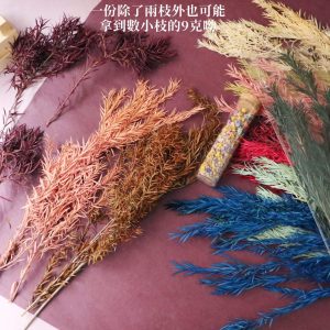 安全二_永生茶樹葉