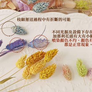 安全圖_加那利
