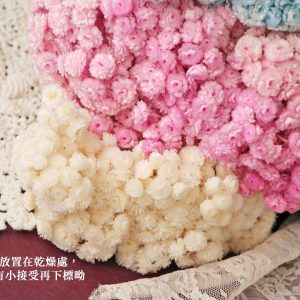 安全圖_蠟菊